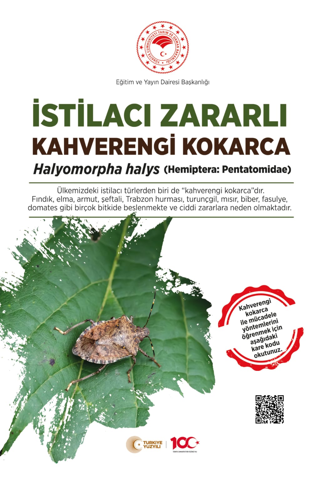 Ağrı'da kahverengi kokarca uyarısı