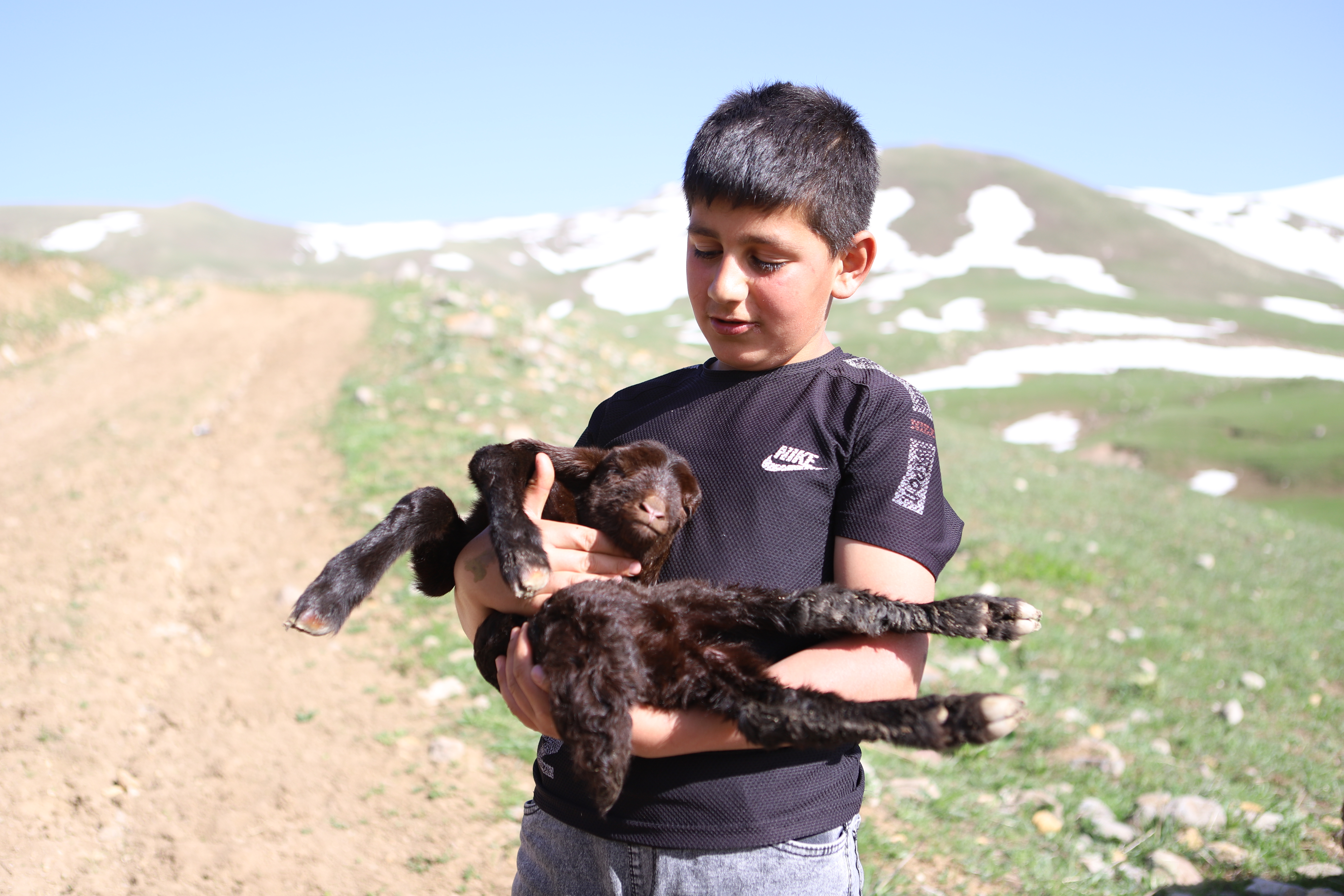 Ağrı'nın 2 bin 700 rakımında doğan kuzuya "Zeytin" adı verildi