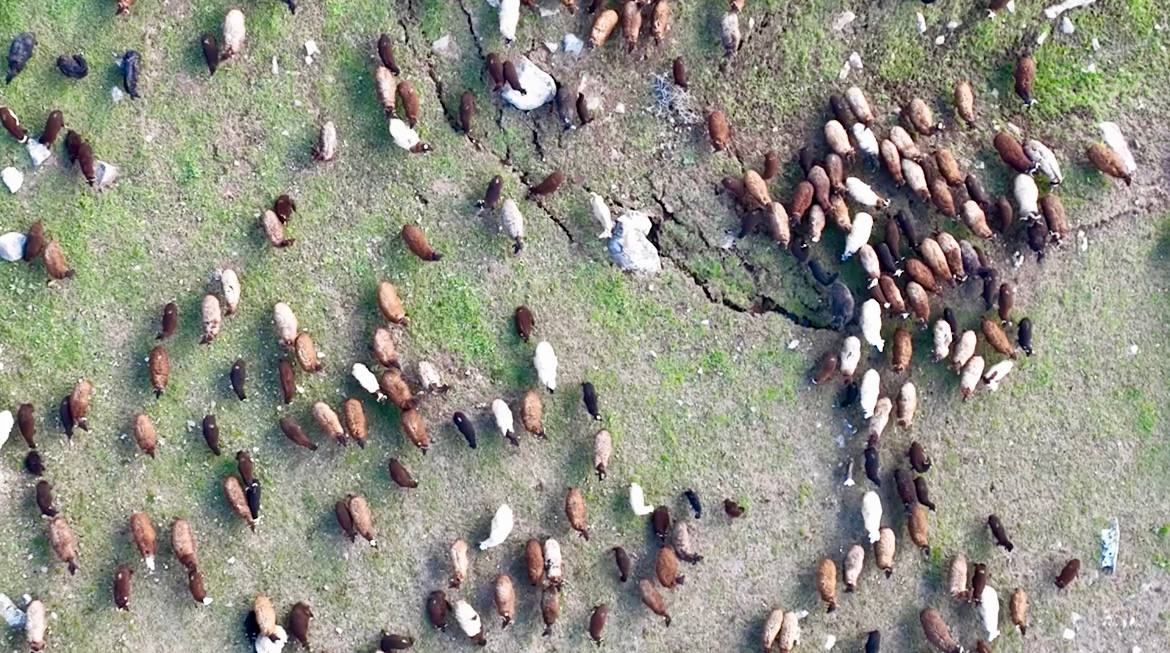(Videolu Haber) Ağrı'da meralardaki koyun sürüleri dronla görüntülendi