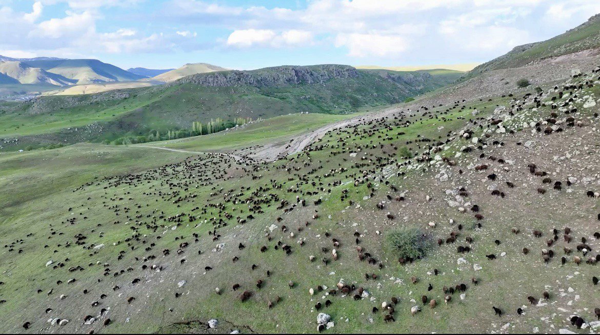 (Videolu Haber) Ağrı'da meralardaki koyun sürüleri dronla görüntülendi