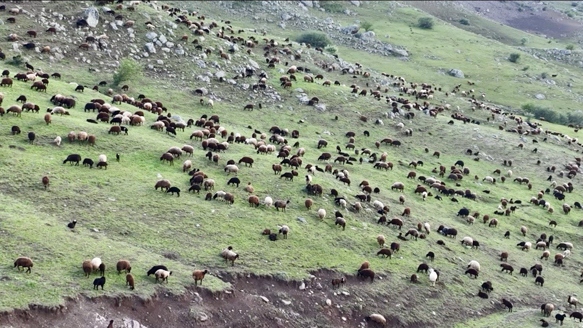 (Videolu Haber) Ağrı'da meralardaki koyun sürüleri dronla görüntülendi