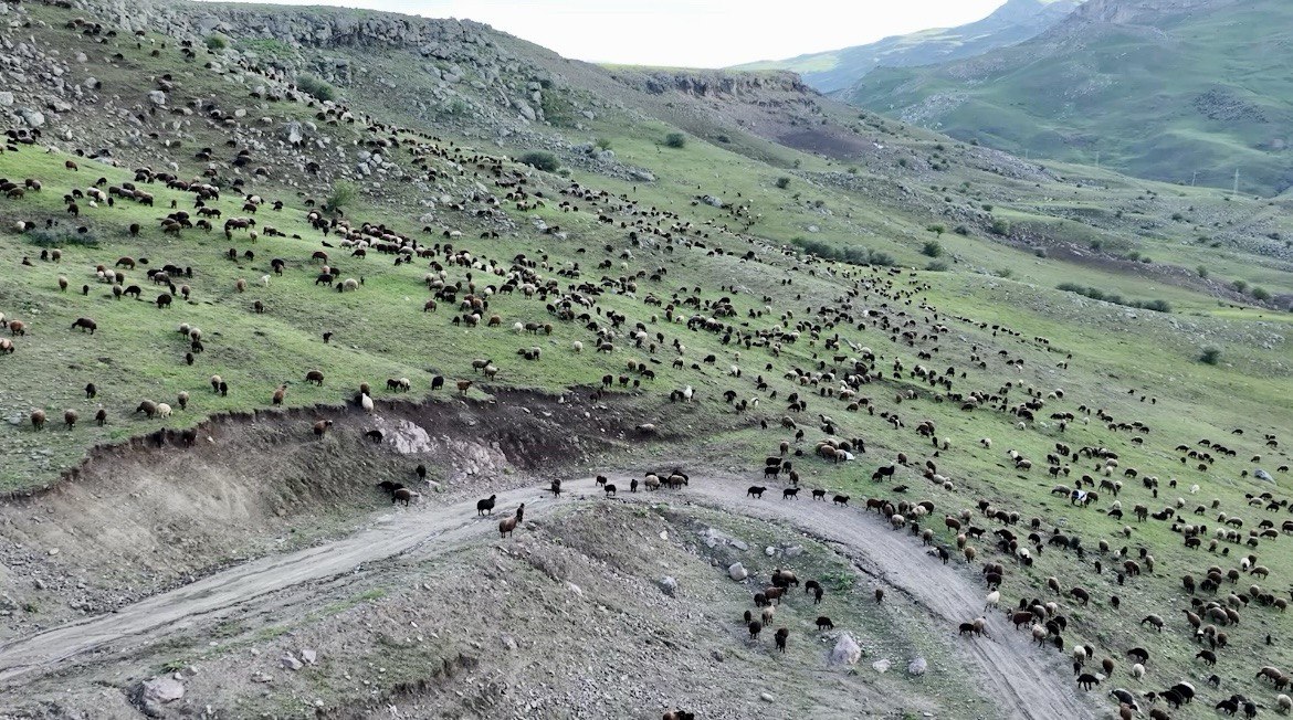 (Videolu Haber) Ağrı'da meralardaki koyun sürüleri dronla görüntülendi