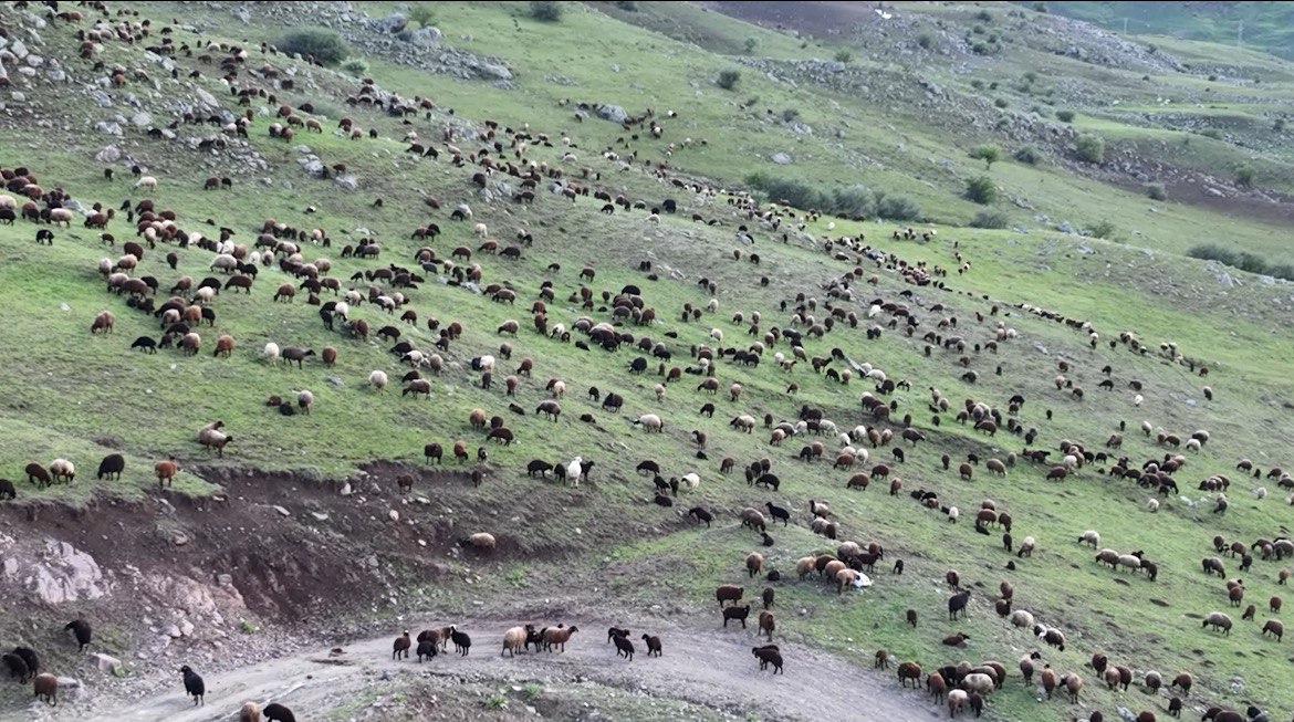(Videolu Haber) Ağrı'da meralardaki koyun sürüleri dronla görüntülendi