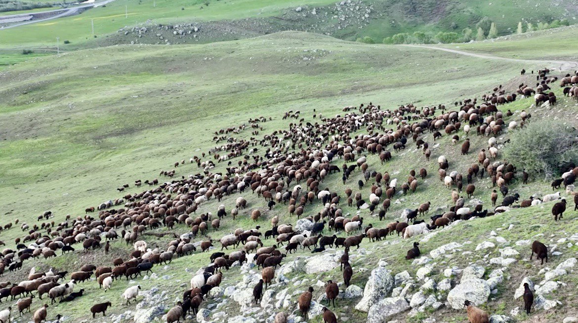 (Videolu Haber) Ağrı'da meralardaki koyun sürüleri dronla görüntülendi