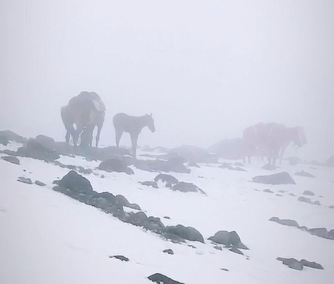 (Videolu Haber)Ağrı Dağı Haziran ayında dağcılara geçit vermedi