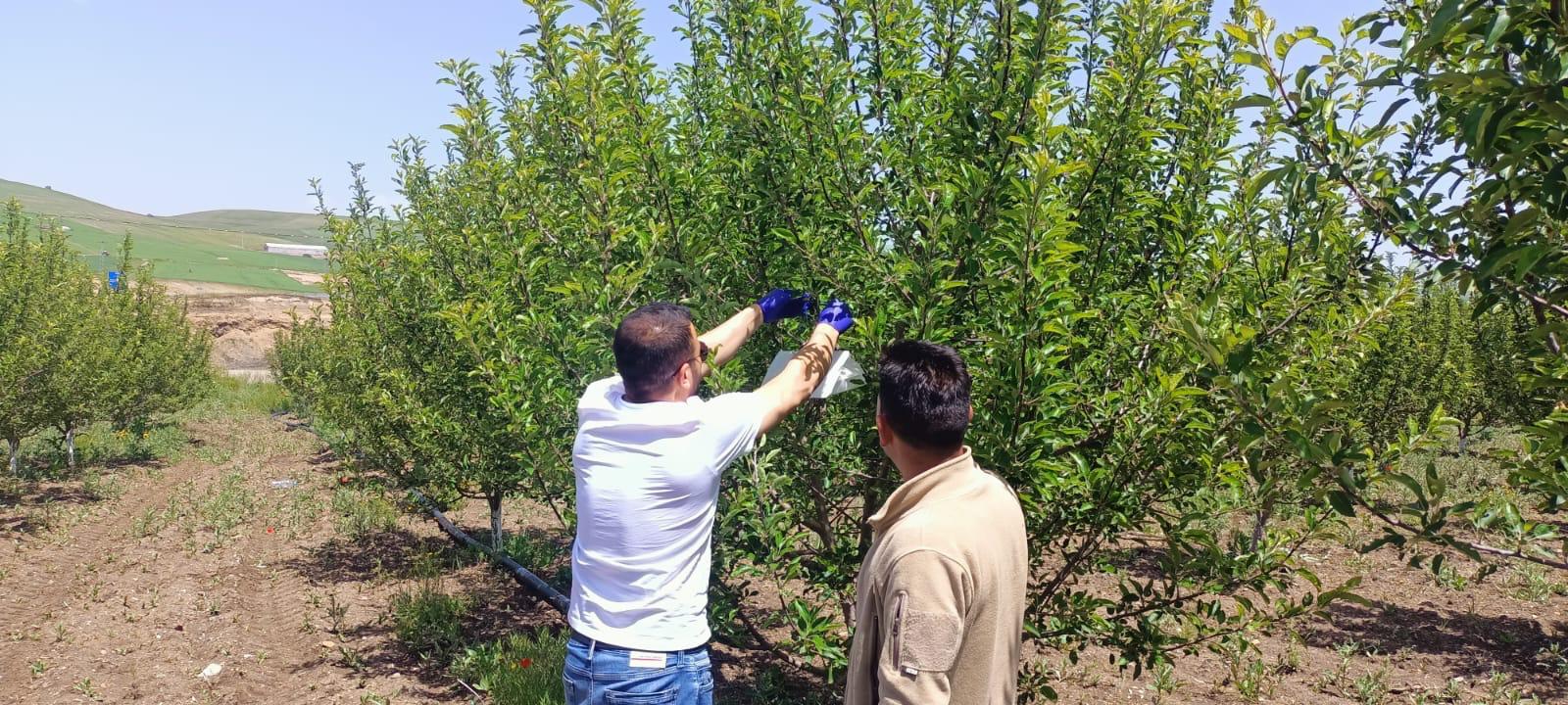 Ağrı’da Bitki Sağlığı Çalışmaları Devam Ediyor