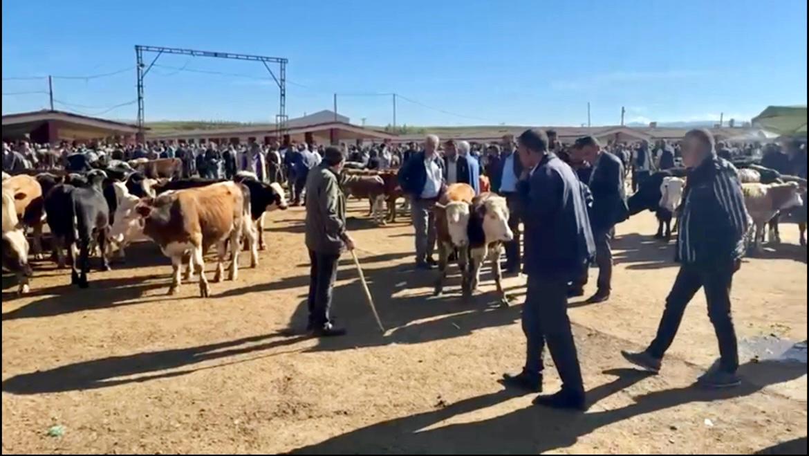 (Videolu Haber) Ağrı Hayvan Borsası'nda hareketlilik başladı