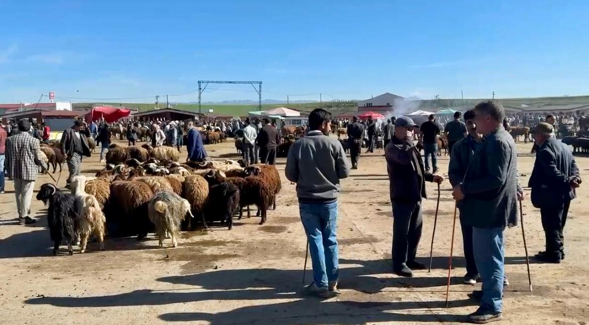 (Videolu Haber) Ağrı Hayvan Borsası'nda hareketlilik başladı