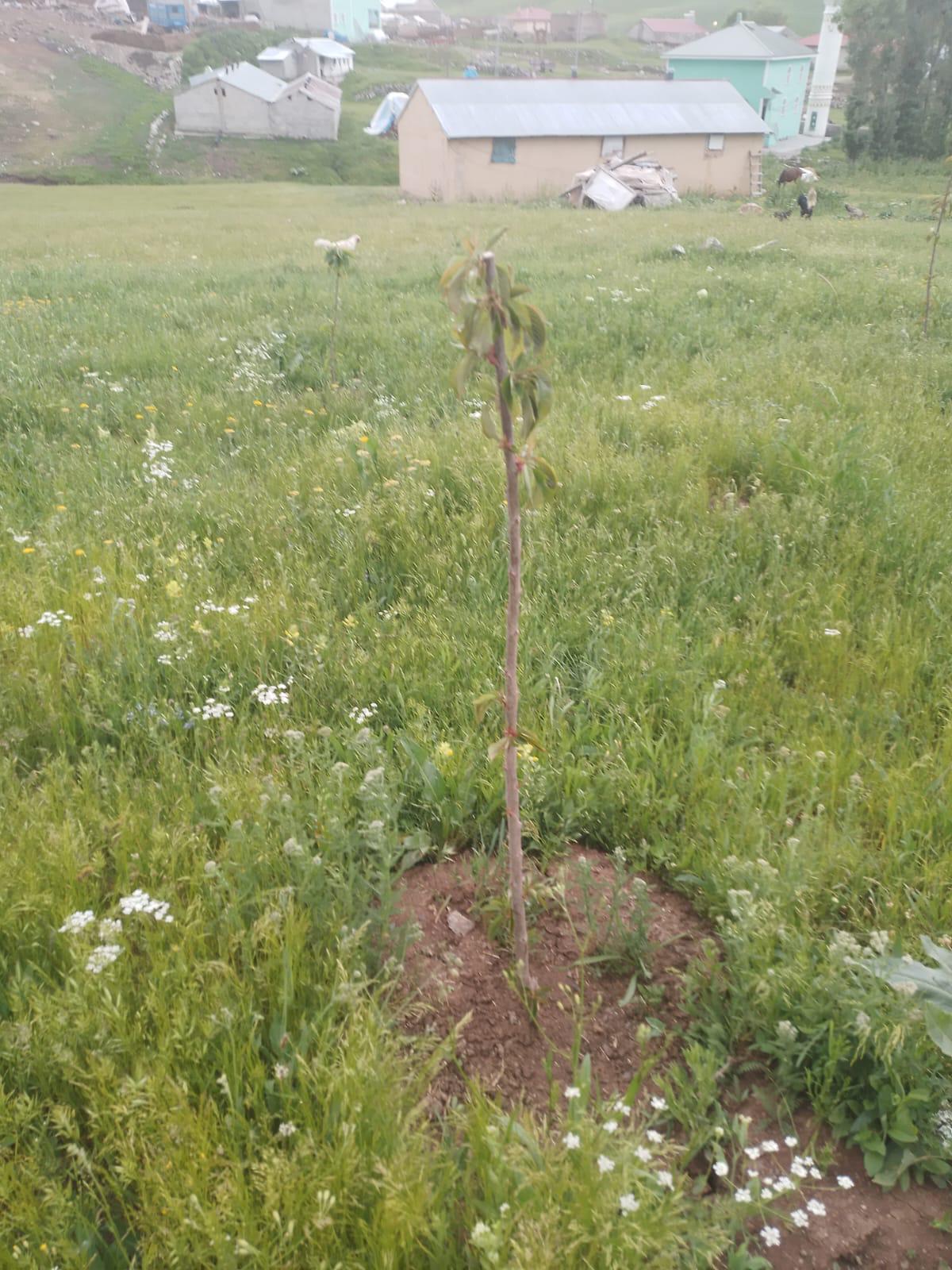 Ağrı’da meyve yetiştiricilerine eğitim verildi