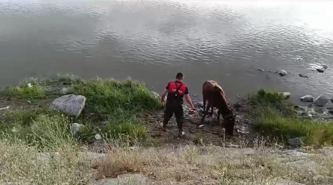 Ağrı'da boğulmak üzere olan at son anda kurtarıldı (Videolu Haber)