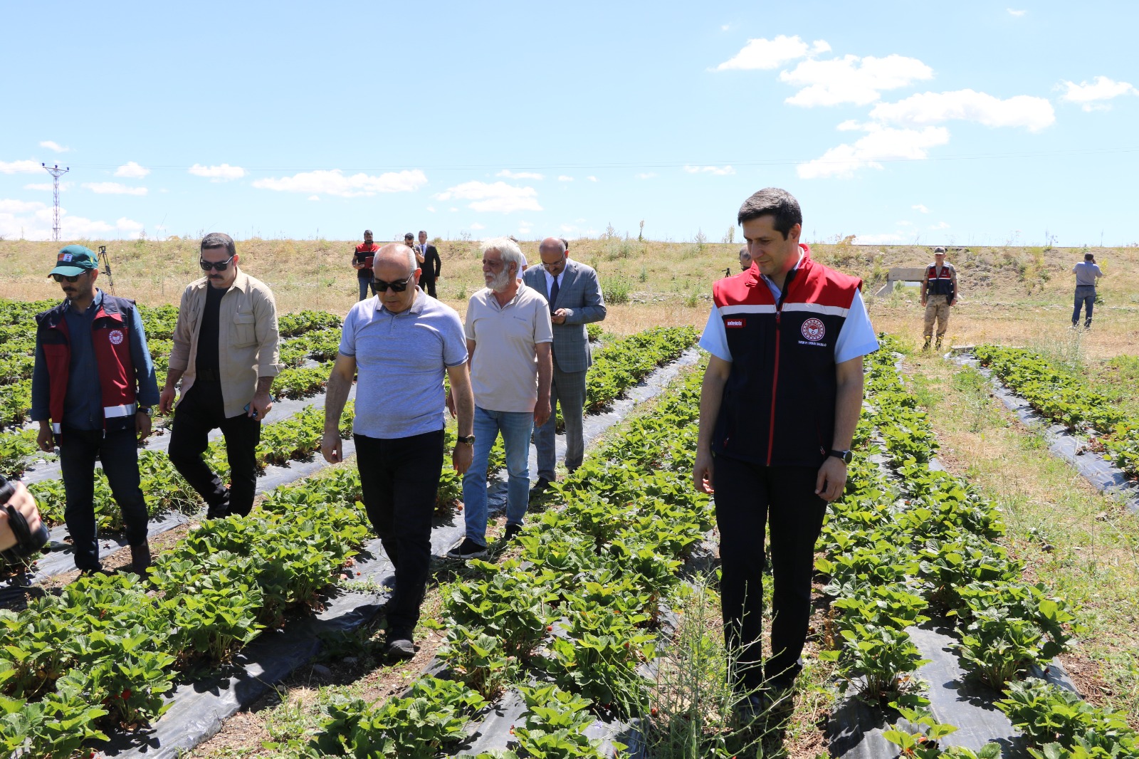 Ağrı'da çileğe dokunuş projesi ile 400 ton çilek üretimi (videolu Haber)