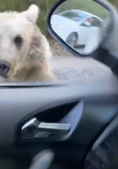 Araç sürücüsü, ayı saldırısından kıl payı kurtuldu