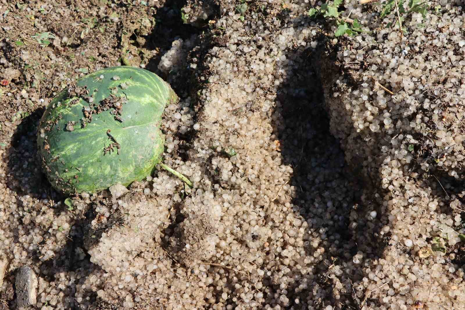 Sel karpuz tarlasını yerle bir etti