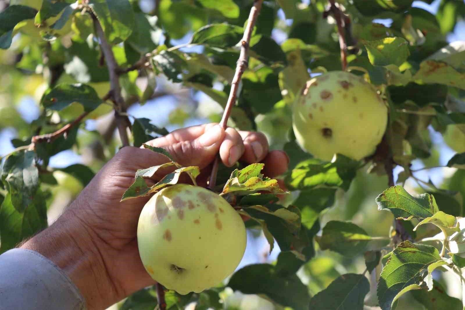 Sel karpuz tarlasını yerle bir etti
