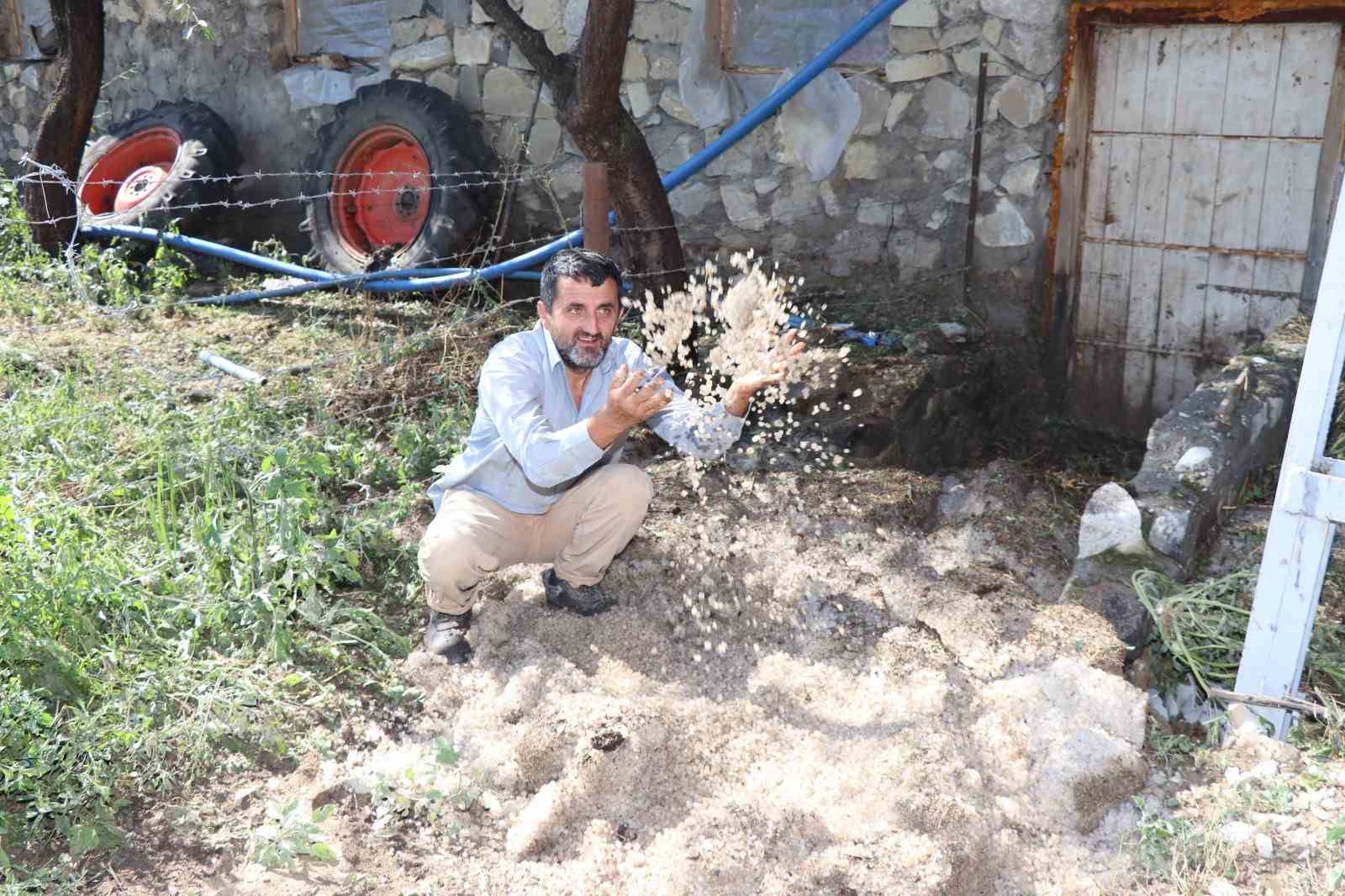 Sel karpuz tarlasını yerle bir etti