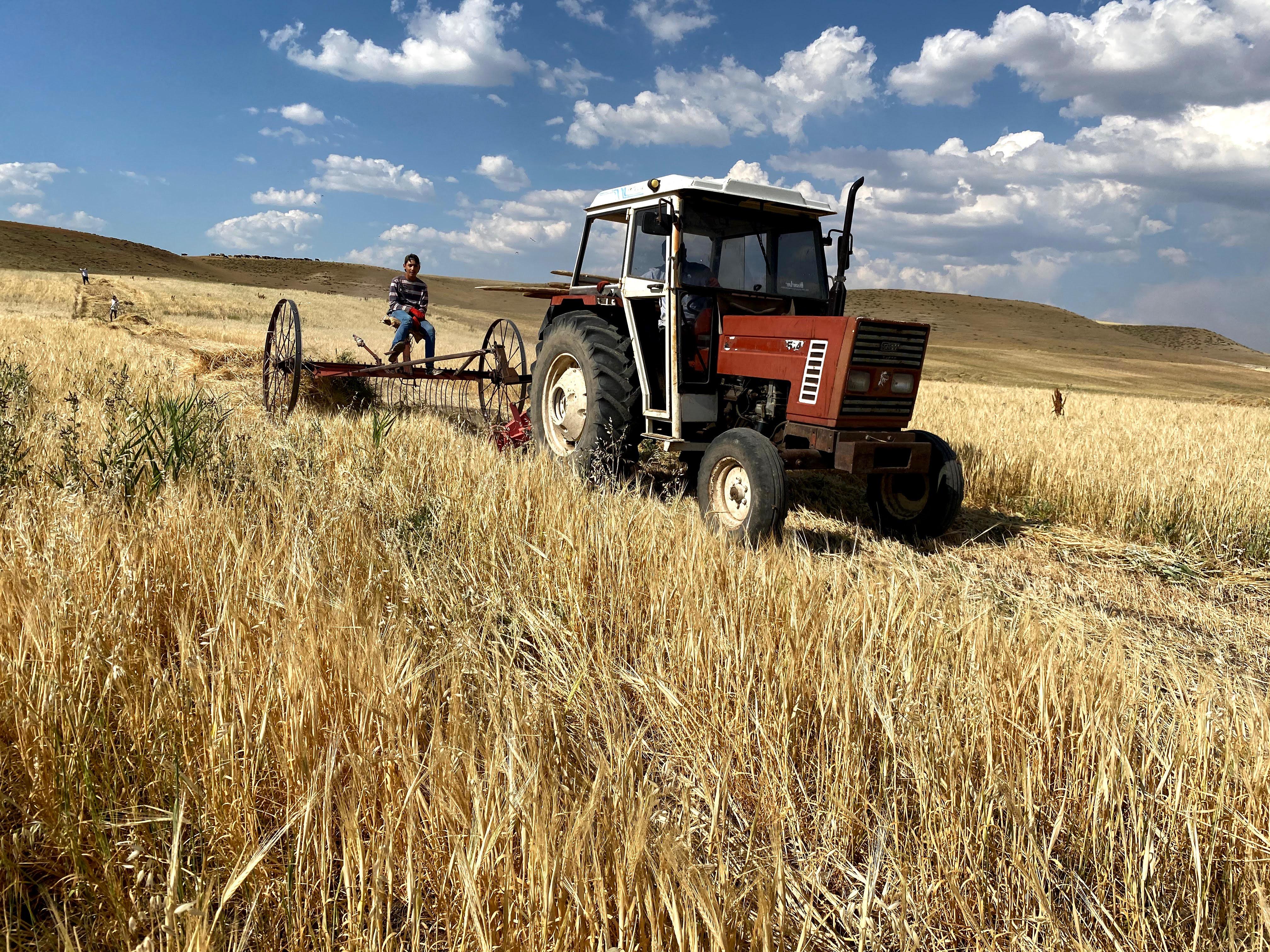 Ağrı'daki çiftçilerin kavurucu sıcaklarda ekmek mücadelesi