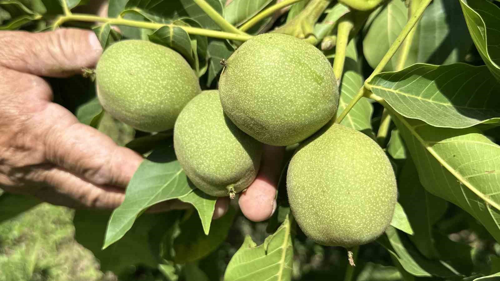 Kuru Dağı Artık Yemyeşil