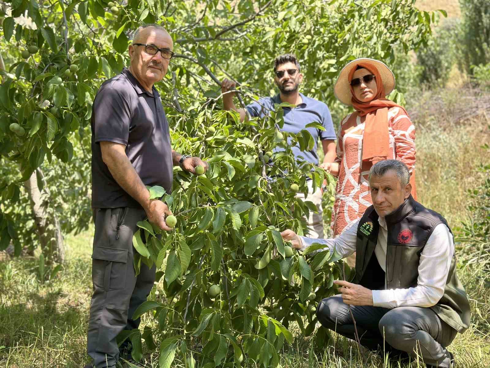 Kuru Dağı Artık Yemyeşil