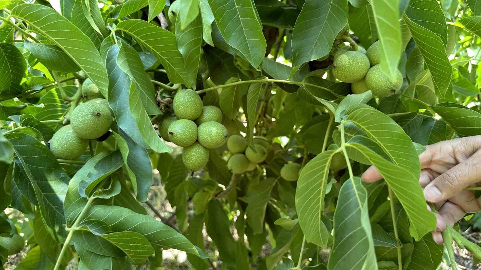 Kuru Dağı Artık Yemyeşil