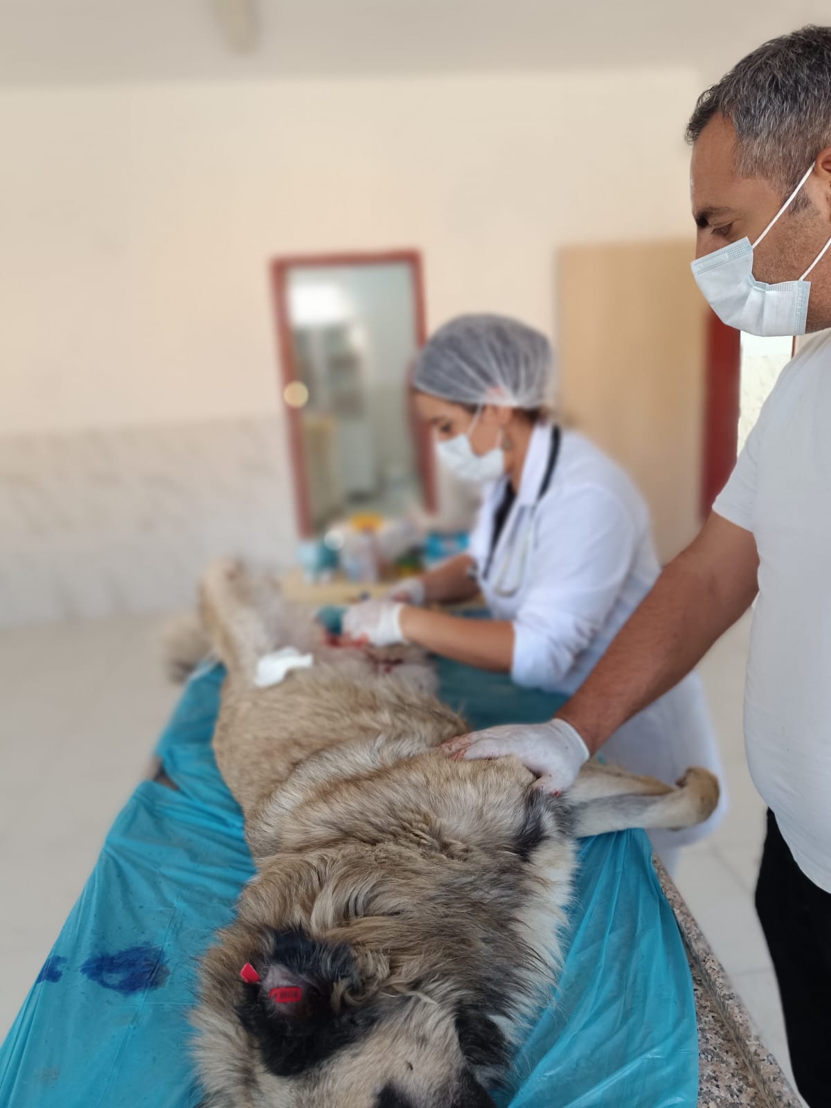 Ağrı'da sokak hayvanları kısırlaştırma çalışmaları titizlikle yapılıyor