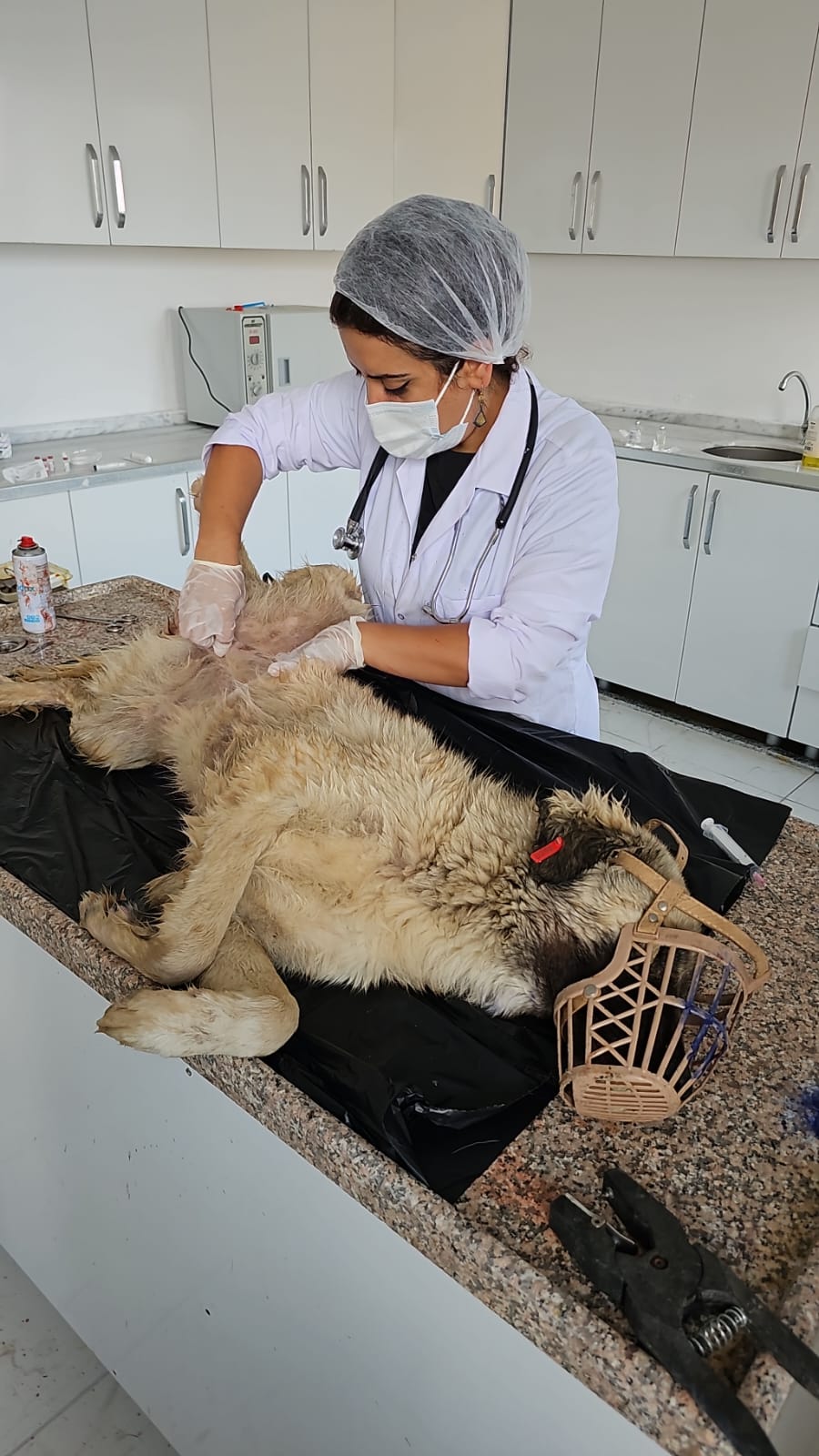 Ağrı'da sokak hayvanları kısırlaştırma çalışmaları titizlikle yapılıyor