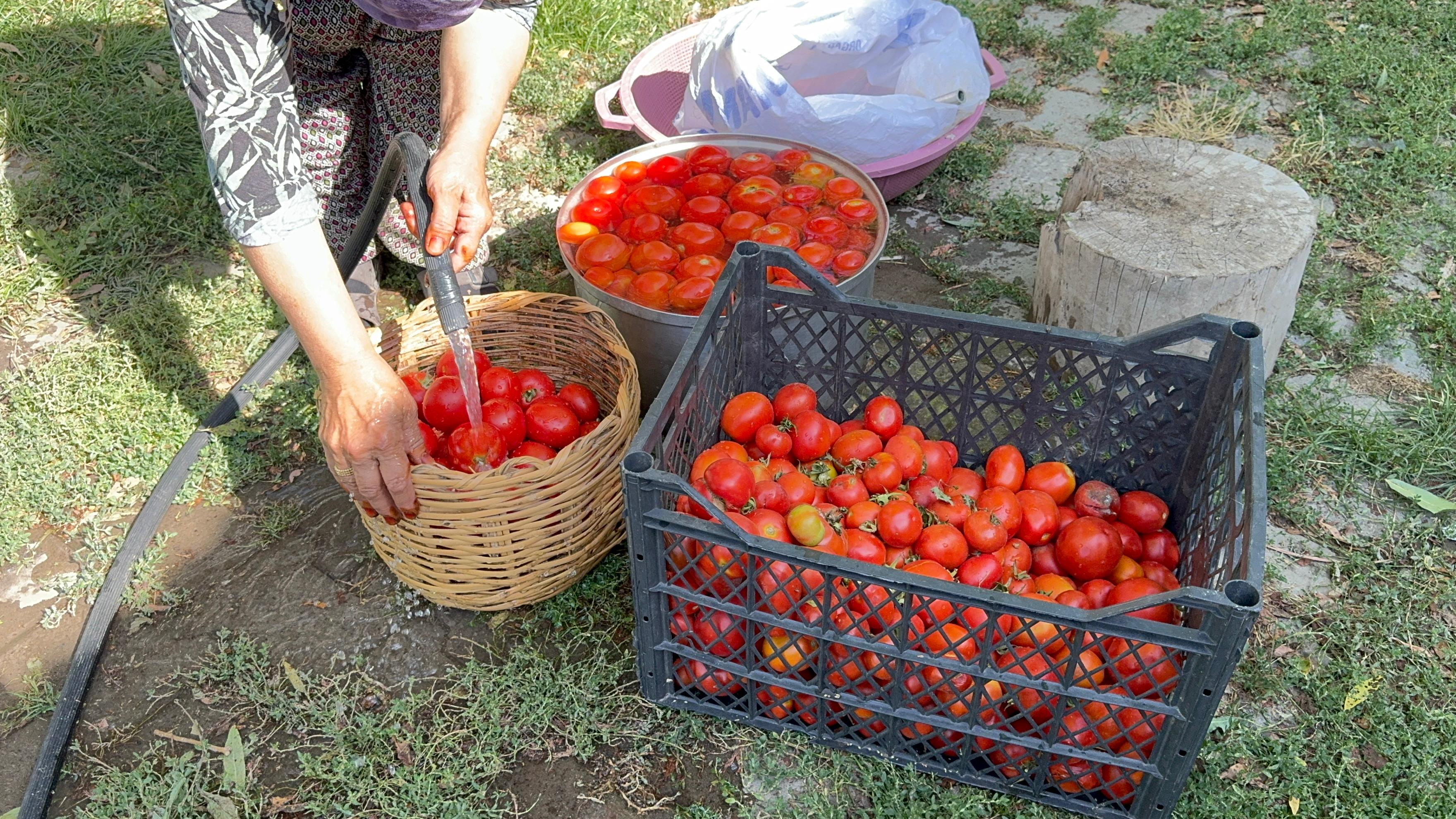 Ağrılı kadınlar bahçelerinde ürettiği domatesleri kışlık salça yaptı