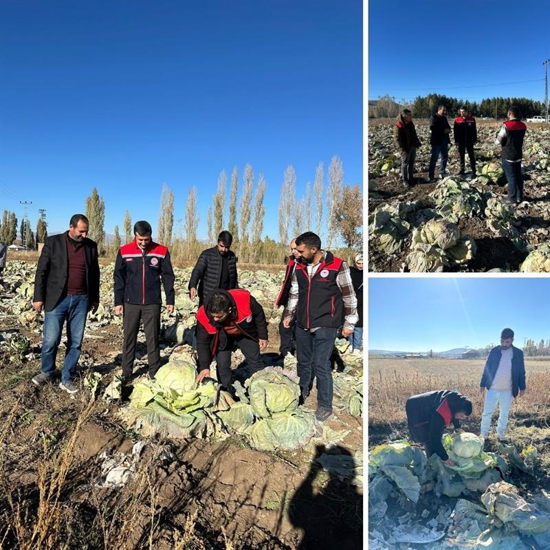 Hamur’da lahana hasadı başladı