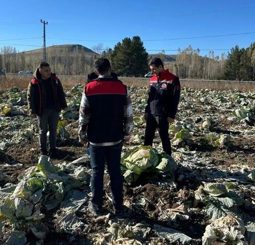 Hamur’da lahana hasadı başladı
