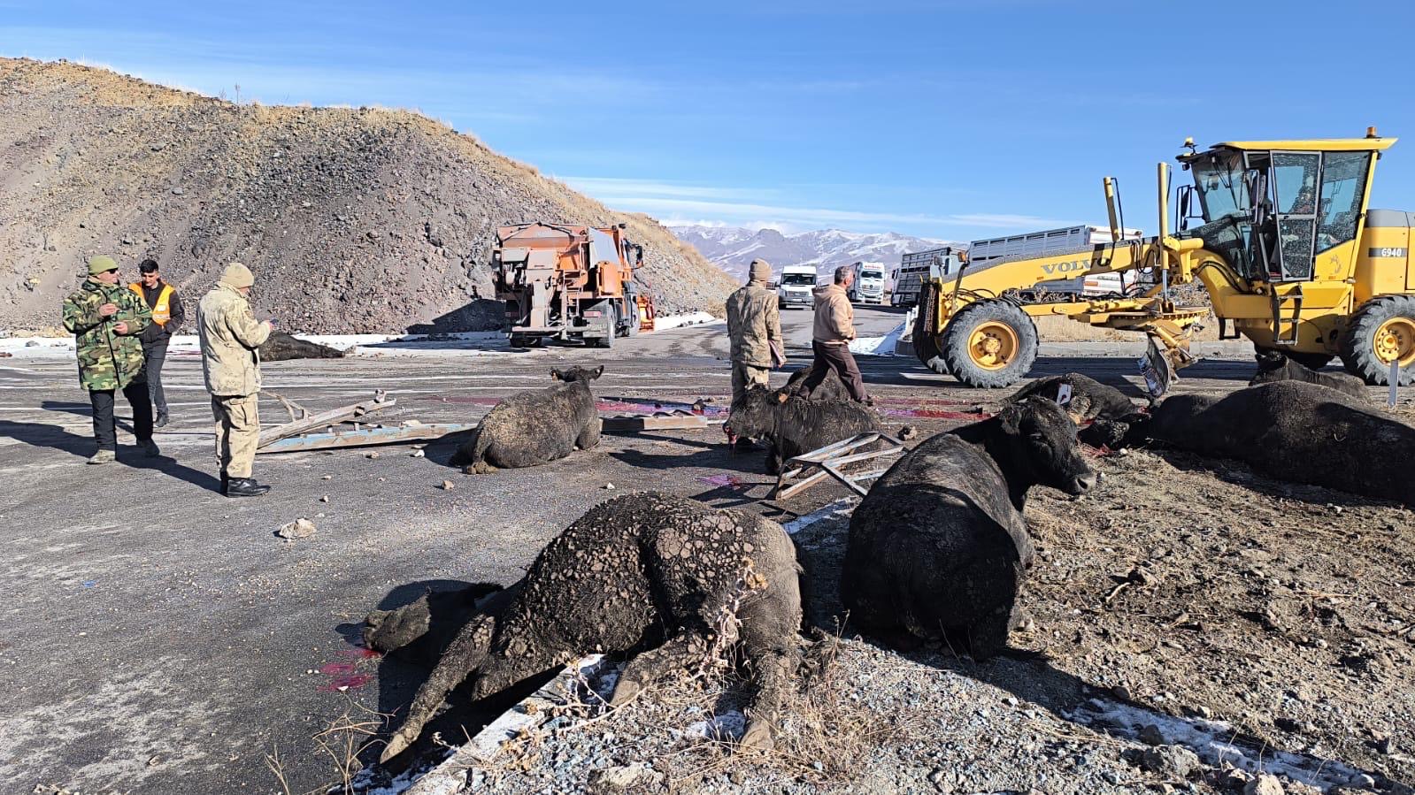 (Kaza Videosu) Ağrı'da büyükbaş hayvan yüklü tır devrildi: çok sayıda hayvan telef oldu