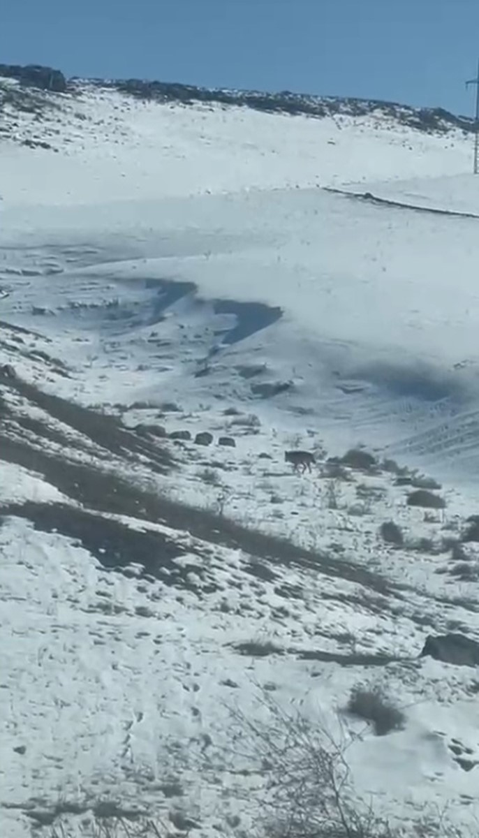 Kars'ta köye inen kurt, vatandaş tarafından görüntülendi