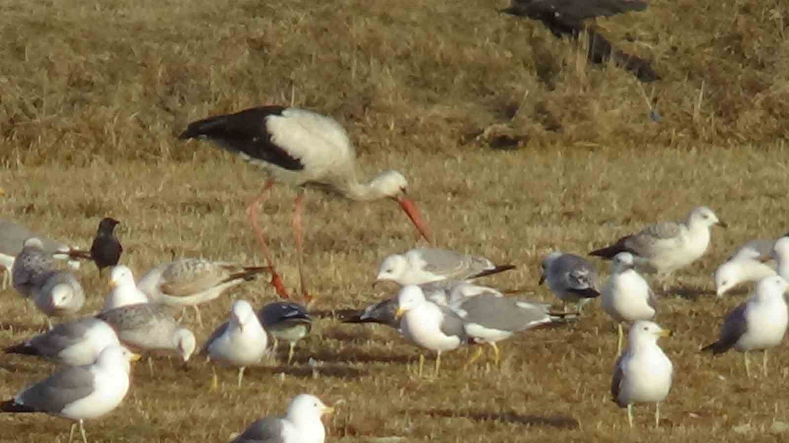Baharın müjdecisi leylekler, Van'ı sevdi