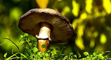 Yeni bir bahara ulaşmak için, ölürken güzelleşen hazan mevsimi...