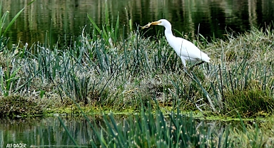 Van Gölü' nün kuzeyi küresel iklim değişikliği
