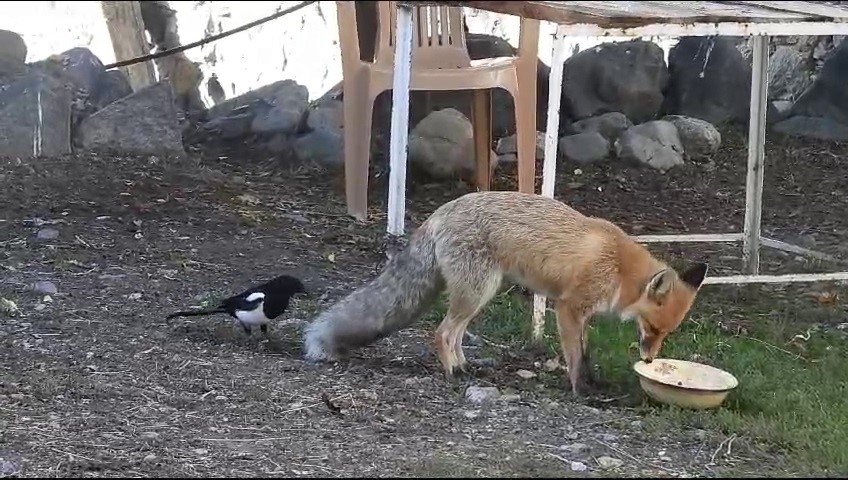 Bu tilki Köyün Maskotu Oldu