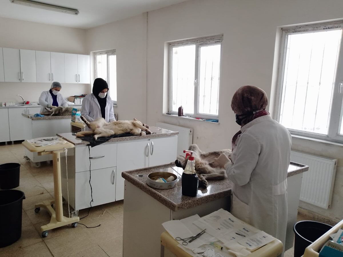 Ağrı'da sokak hayvanları kısırlaştırılarak doğal yaşama bırakılıyor