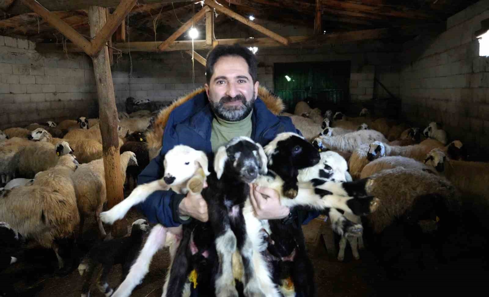 Hayvancılıkta yeni yılın ilk kuzuları dünyaya geldi