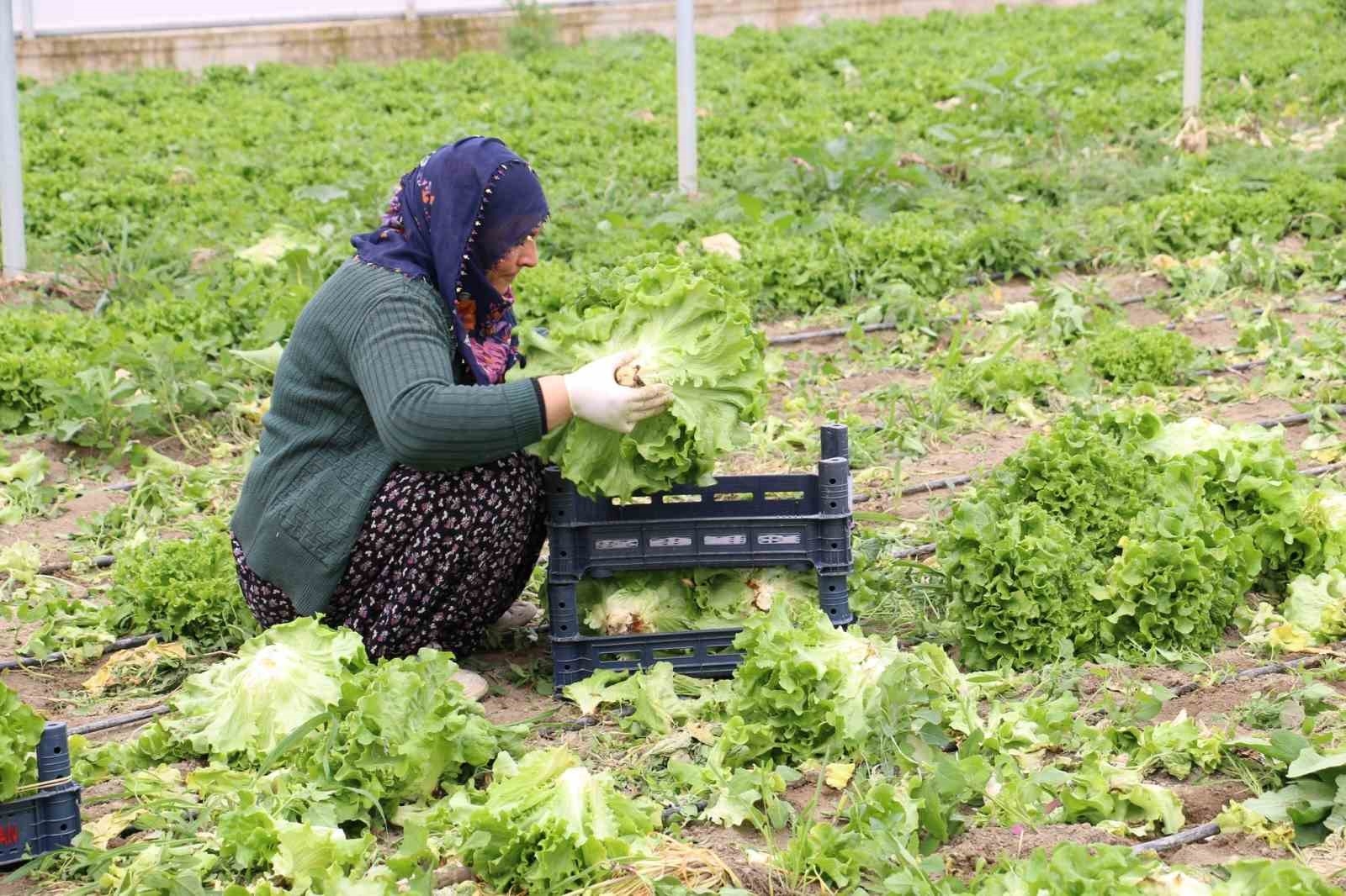 Erzincan'da seralarda marul hasadı sürüyor