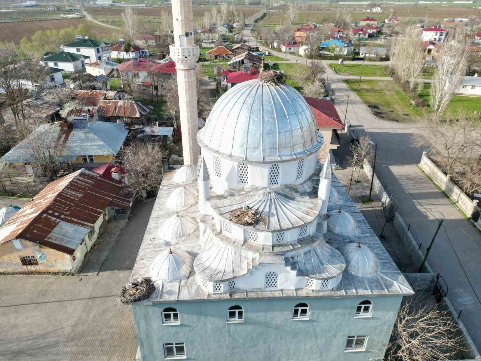 Baharın belirtisi leylekler yuvalarına döndüler