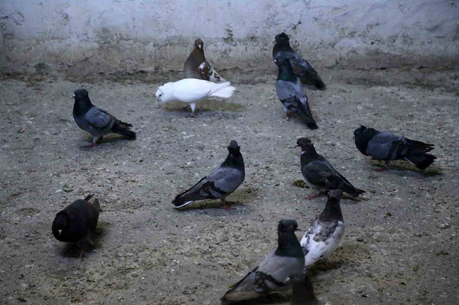 Erzincan'da sahibinin ömrünü uzatan güvercin