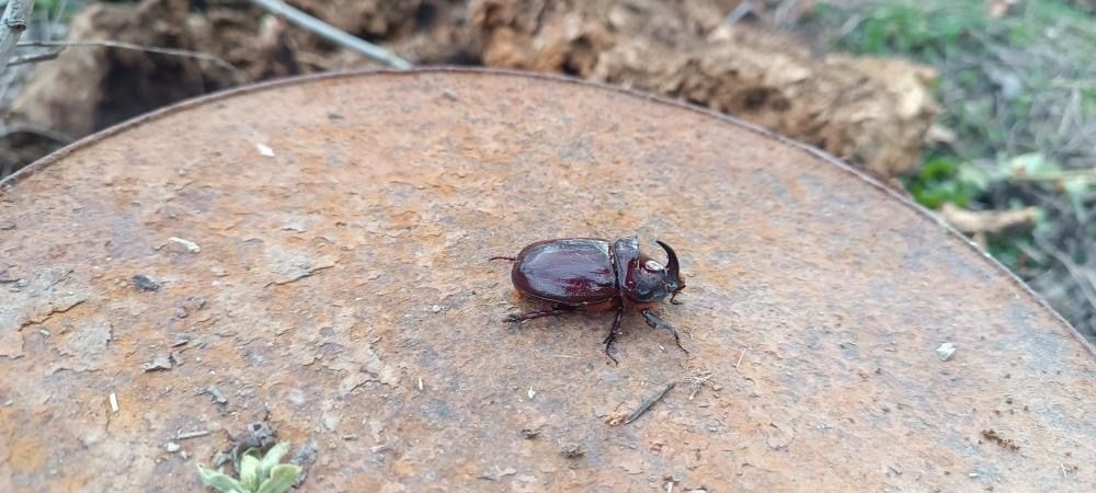 Hakkari'de gergedan böceği görüldü