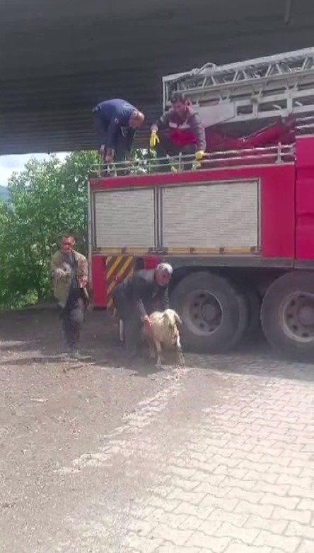 Bingöl'de istinat duvarında mahsur kalan koyun kurtarıldı