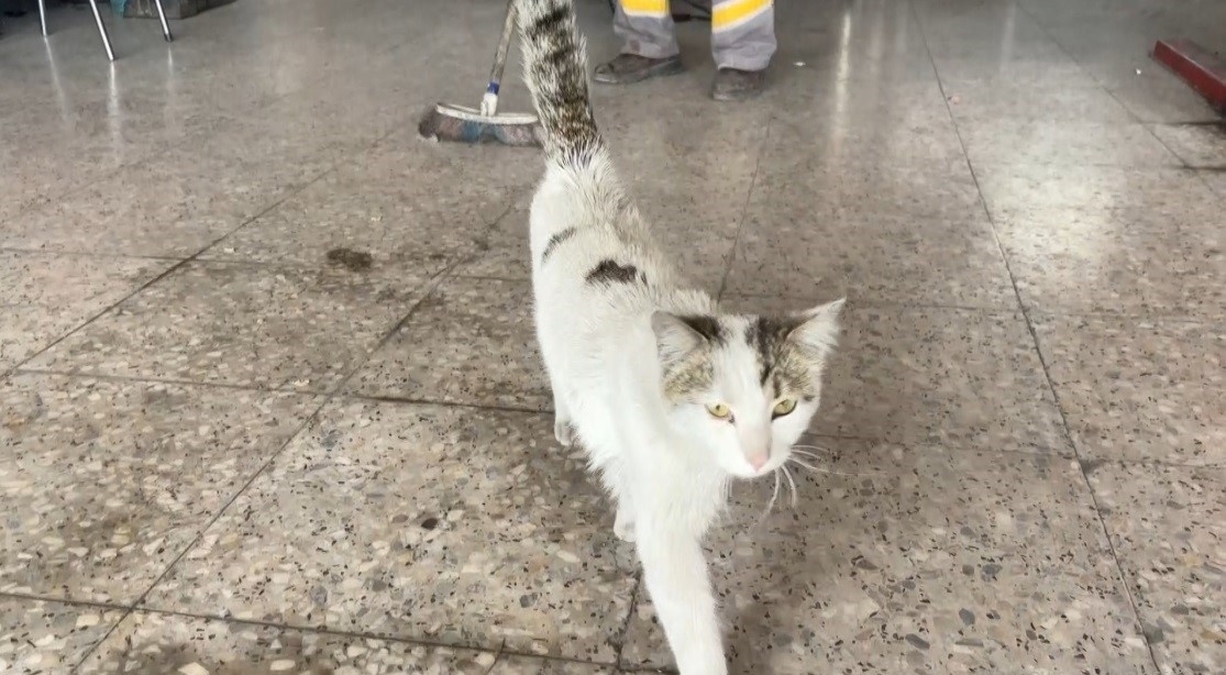 Oto tamircisinin maskotu "Paşa" fırçayı görünce dayanamıyor!