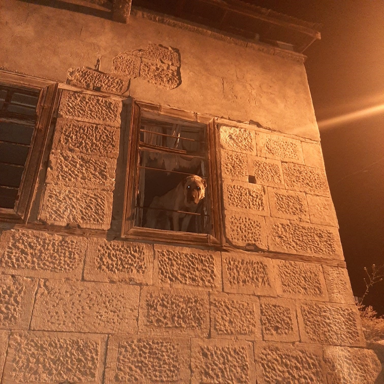 Erzincan'da 20 gündür kayıp Kangal cinsi köpek harabe binada hapsedilmiş halde bulundu