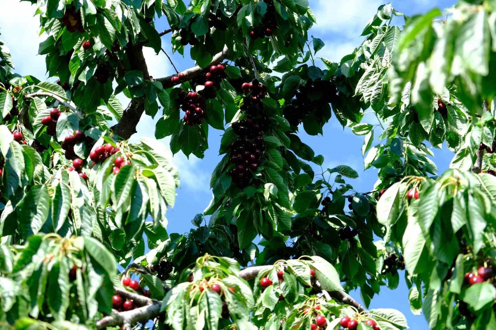Erzincan'da kiraz ağacından düşme vakaları arttı
