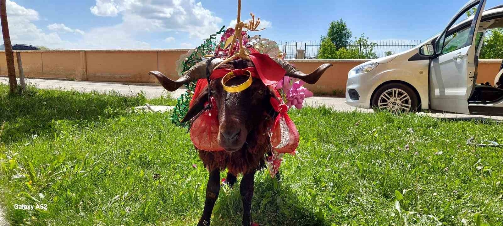 Erzurum'da kurbanlık koçlar gelinler için süslendi