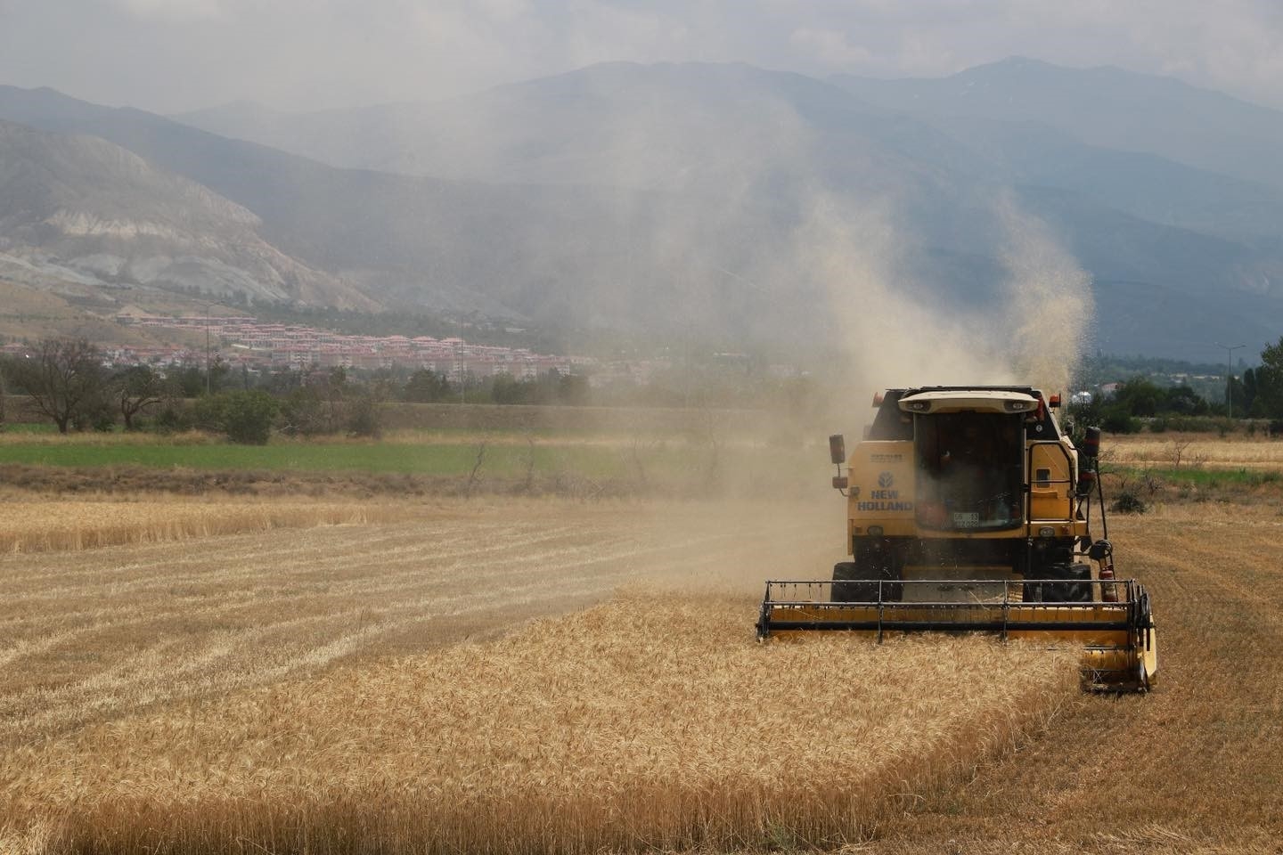Erzincan'da hububat tarlalarında hasat başladı