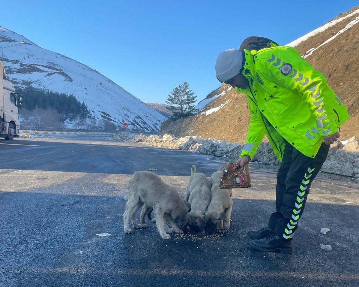 Erzincan Refahiye'de polis ekipleri sokak hayvanlarını unutmadı