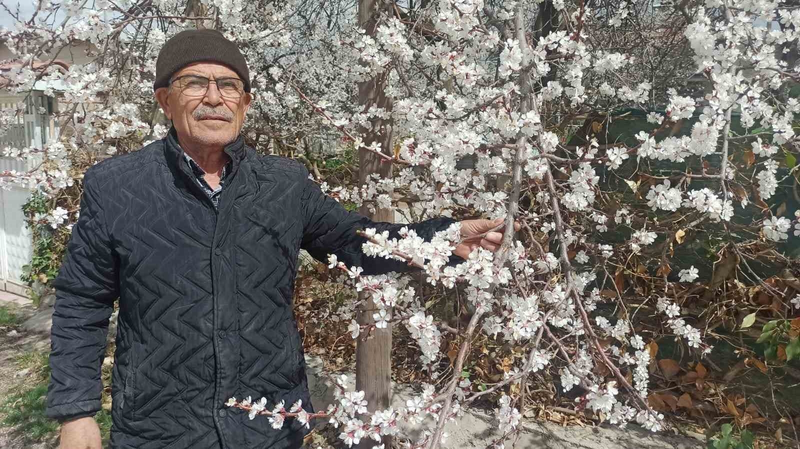 Kayısı üreticileri zirai don tehlikesiyle karşı karşıya