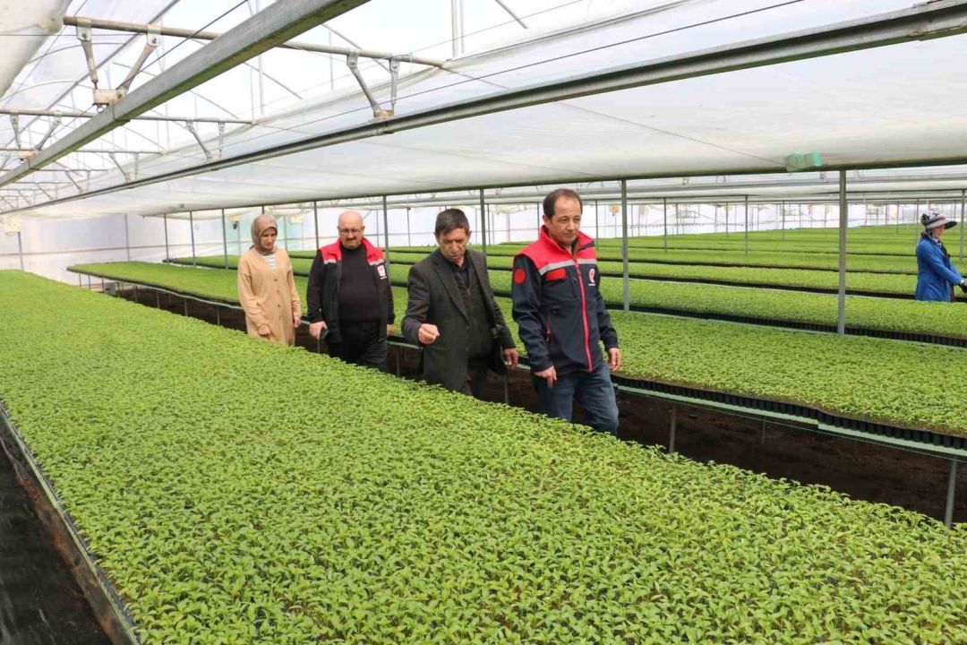Milyonlarca sebze fidesi Erzincan seralarında büyüyor