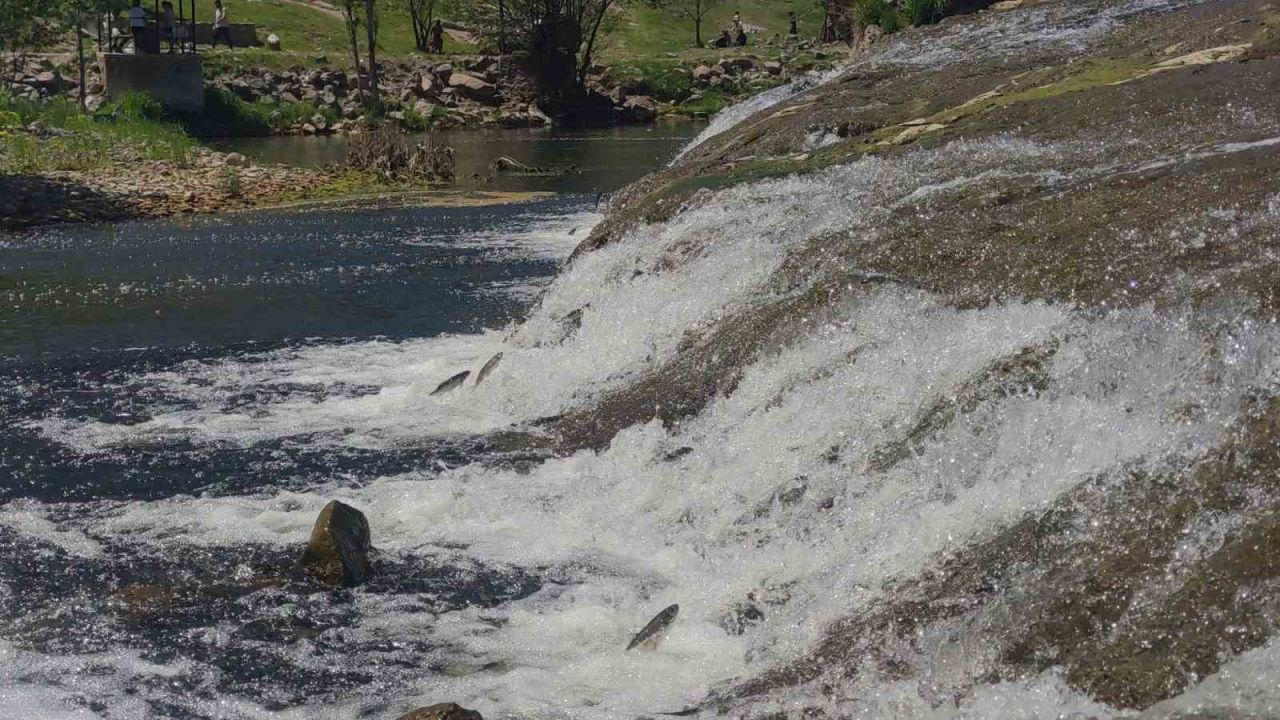 İnci kefalinin yumurta bırakmak için 23 kilometrelik serüveni